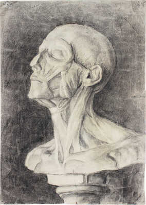 Яновская Ольга Дмитриевна. Экорше головы Гудона 